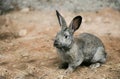 Grey rabbit at homestead