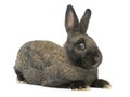 Grey rabbit isolated