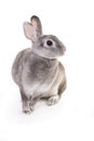 Grey rabbit sitting