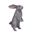 A grey rabbit stands isolated on a white background. Watercolor illustration of the Easter bunny. Cute pet on the farm. Realistic Royalty Free Stock Photo