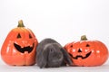 Grey rabbit between two pumpkins Royalty Free Stock Photo
