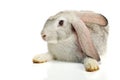 Grey rabbit on white background Royalty Free Stock Photo