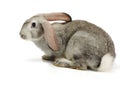 Grey rabbit on white background Royalty Free Stock Photo