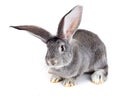 Grey rabbit on white background Royalty Free Stock Photo