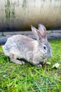 Grey rabit at the grass Royalty Free Stock Photo