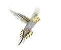 Grey rainbow Budgerigar bird flying wings spread