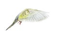 Grey rainbow Budgerigar bird flying wings spread