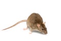 Grey rat Royalty Free Stock Photo