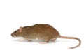 Grey rat Royalty Free Stock Photo