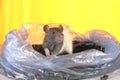 Grey rat Royalty Free Stock Photo