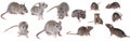 Grey rat collection Royalty Free Stock Photo