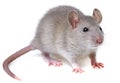 Grey rat Royalty Free Stock Photo