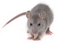 A grey rat Royalty Free Stock Photo