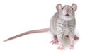 Grey rat Royalty Free Stock Photo