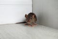 Grey rat near wall on floor. Pest control Royalty Free Stock Photo