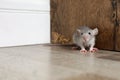 Grey rat near wooden wall on floor. Pest control Royalty Free Stock Photo