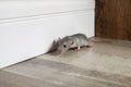 Grey rat near wall on floor. Pest control Royalty Free Stock Photo