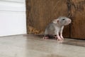 Grey rat near wooden wall on floor. Pest control Royalty Free Stock Photo