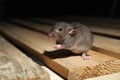 Grey rat on planks. Pest control Royalty Free Stock Photo