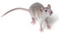 Grey rat Royalty Free Stock Photo