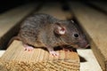 Grey rat on wooden planks, closeup. Pest control Royalty Free Stock Photo