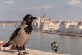 Grey Raven on the background of the Hungarian Parliament, Budapest, Hungary Royalty Free Stock Photo