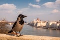 Grey Raven on the background of the Hungarian Parliament, Budapest, Hungary Royalty Free Stock Photo