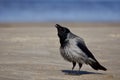 Grey raven bird on a bitch
