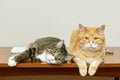 Grey and red cat lie together Royalty Free Stock Photo