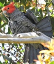 Grey, red-crested parrot on branch Royalty Free Stock Photo