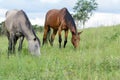 Grey and red horse