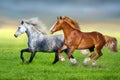 Two horse run on pasture Royalty Free Stock Photo