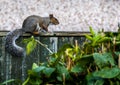 Grey and red Squirrel on the garden fence