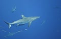 Grey reef shark Royalty Free Stock Photo