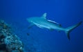 Grey reef shark Royalty Free Stock Photo