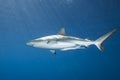 Grey Reef Shark