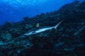 Grey Reef Shark Carcharhinus amblyrhynchos Royalty Free Stock Photo