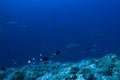 Grey Reef Shark Carcharhinus amblyrhynchos Royalty Free Stock Photo