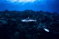 Grey Reef Shark Carcharhinus amblyrhynchos Royalty Free Stock Photo