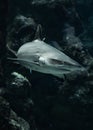 Grey Reef Shark (Carcharhinus Amblyrhynchos) In Brest Aquarium Oceanopolis In Brittany, France Royalty Free Stock Photo