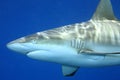 Grey Reef Shark, Carcharhinus amblyrhynchos Royalty Free Stock Photo
