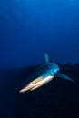 Grey Reef Shark encounter in a Caribbean reef. Royalty Free Stock Photo