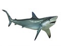 Grey reef shark, isolated