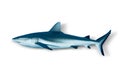 Grey Reef Shark isolated on white background Royalty Free Stock Photo