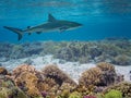 Grey Reef Shark Swims