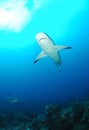 Grey reef sharks