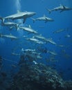 Grey reef sharks patroling