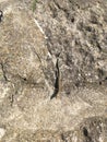 Grey reptile closeup on a stone with selective focus on foreground