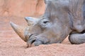 Grey rhino lying on sand Royalty Free Stock Photo