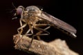 Grey Robber Flies